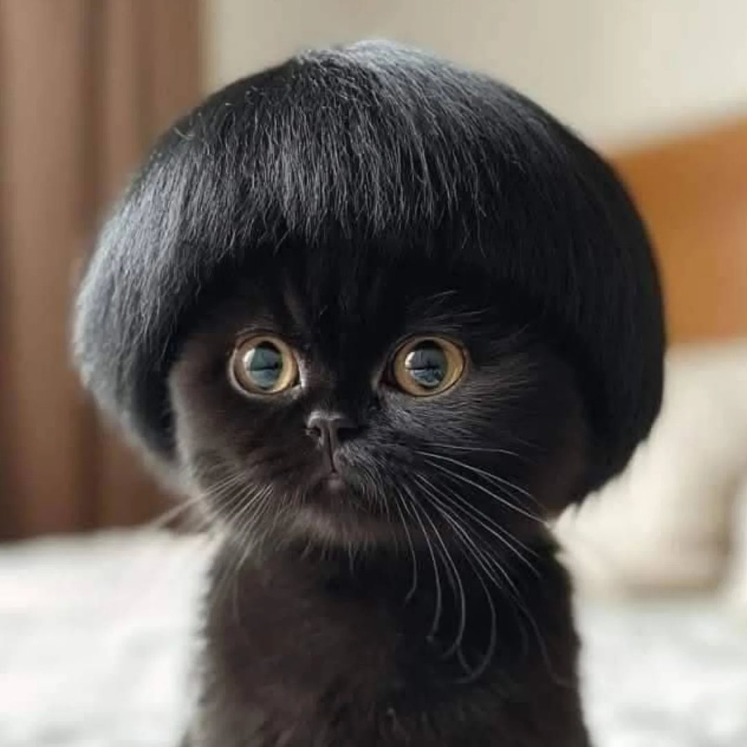 GATITO